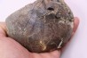nautile:  Cenoceras  belmontense - toarcien - Saone et Loire– FRANCE