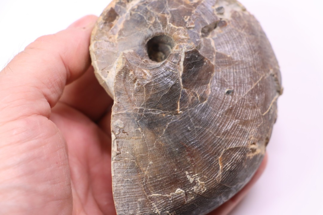 nautile:  Cenoceras  belmontense - toarcien - Saone et Loire– FRANCE