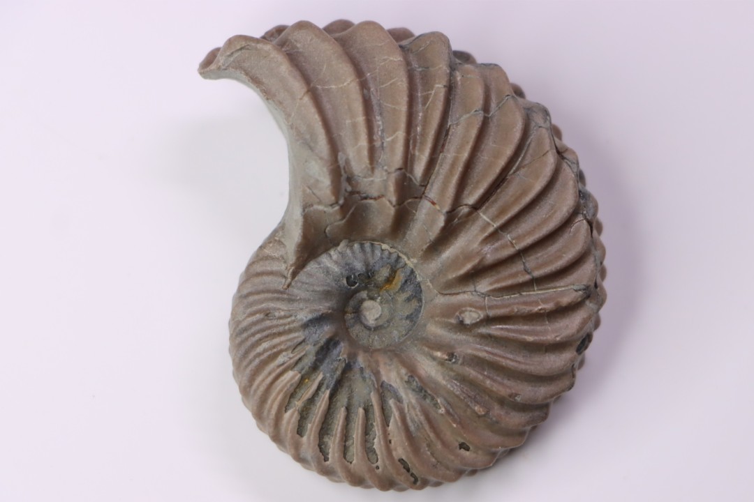 Hoplites dentatus - albien moyen - ancienne carrière Courcelles - Aube - France