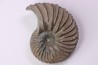 Hoplites dentatus  - middle albian - courcelles quarry - near Troyes - Aube - France