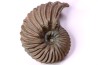 Hoplites dentatus - albien moyen - ancienne carrière Courcelles - Aube - France