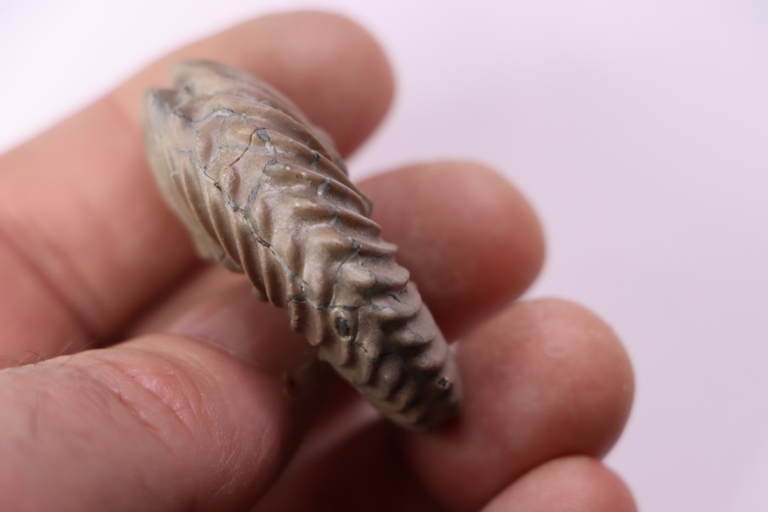 Hoplites dentatus  - middle albian - courcelles quarry - near Troyes - Aube - France