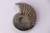Hoplites dentatus  - middle albian - courcelles quarry - near Troyes - Aube - France
