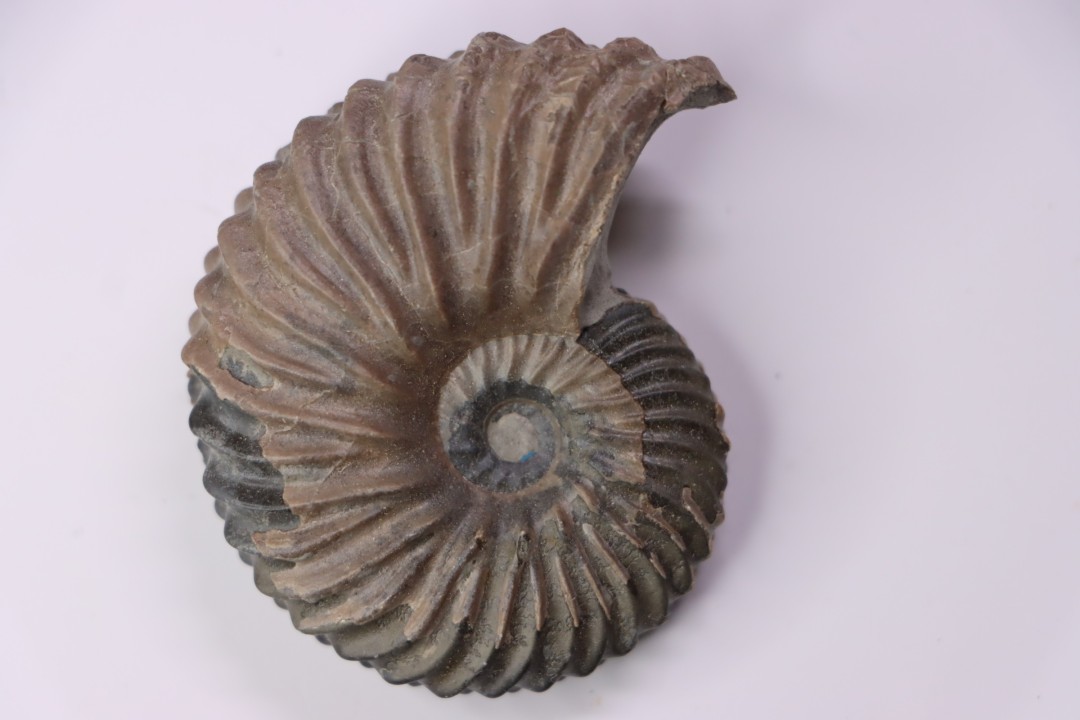 Hoplites dentatus - albien moyen - ancienne carrière Courcelles - Aube - France