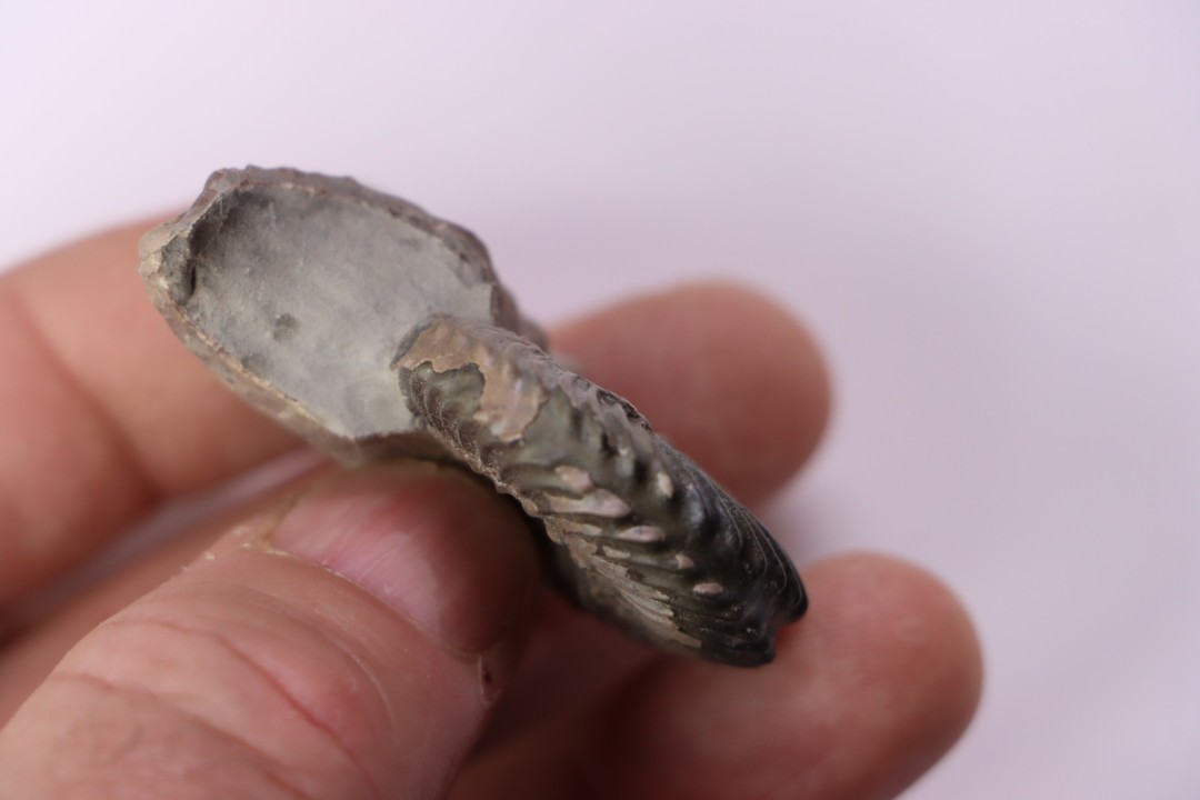 Hoplites dentatus  - middle albian - courcelles quarry - near Troyes - Aube - France