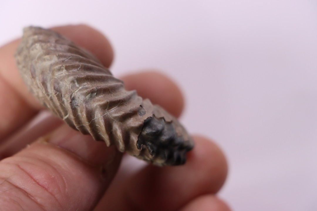 Hoplites dentatus  - middle albian - courcelles quarry - near Troyes - Aube - France