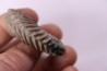 Hoplites dentatus  - middle albian - courcelles quarry - near Troyes - Aube - France
