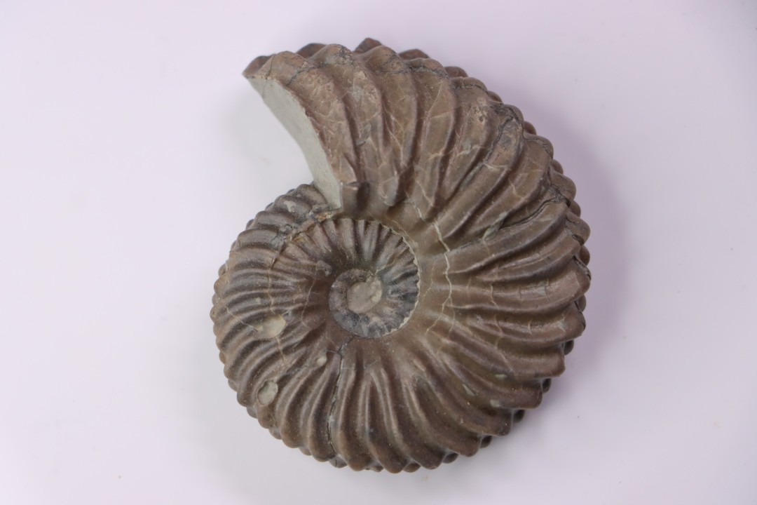 Hoplites dentatus - albien moyen - ancienne carrière Courcelles - Aube - France