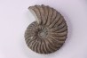 Hoplites dentatus  - middle albian - courcelles quarry - near Troyes - Aube - France