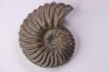 Hoplites dentatus - albien moyen - ancienne carrière Courcelles - Aube - France