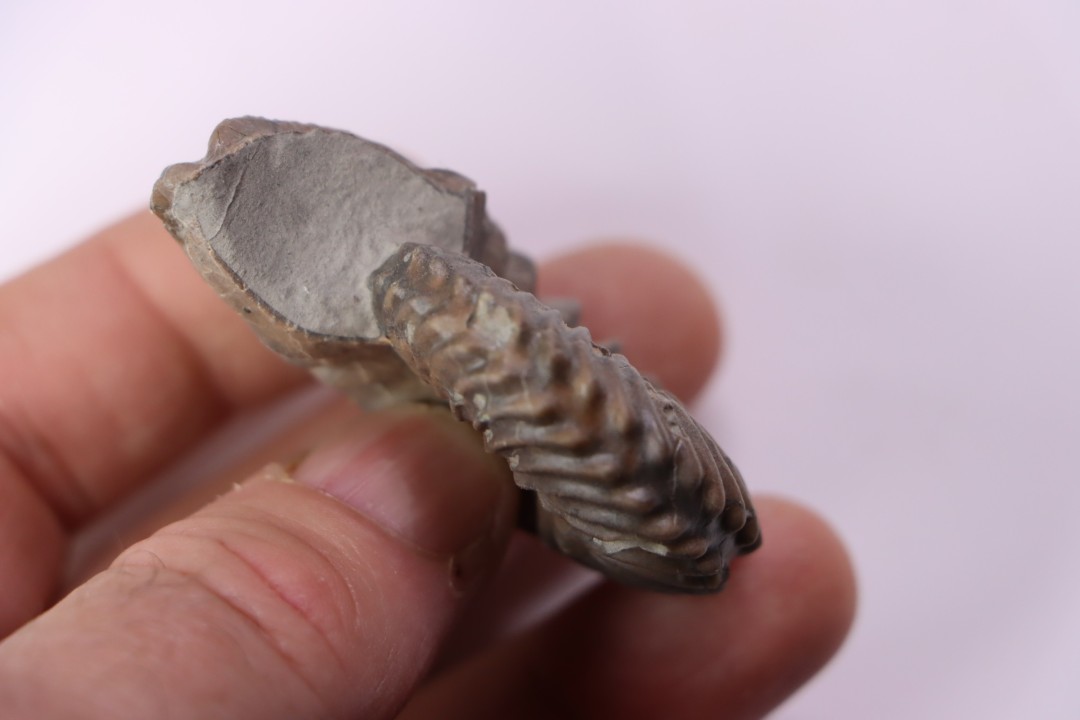 Hoplites dentatus  - middle albian - courcelles quarry - near Troyes - Aube - France