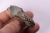 Hoplites dentatus - albien moyen - ancienne carrière Courcelles - Aube - France