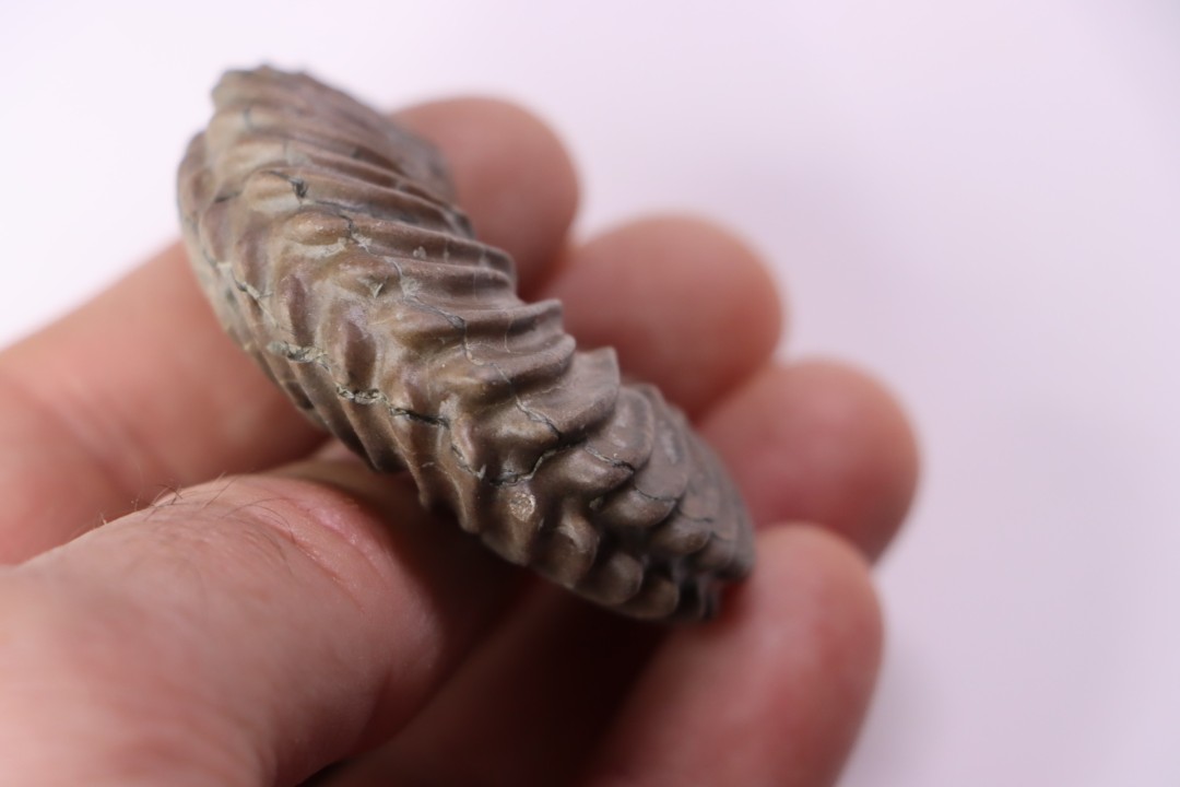 Hoplites dentatus - albien moyen - ancienne carrière Courcelles - Aube - France