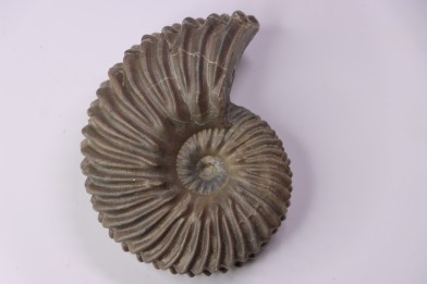 Hoplites dentatus - albien moyen - ancienne carrière Courcelles - Aube - France
