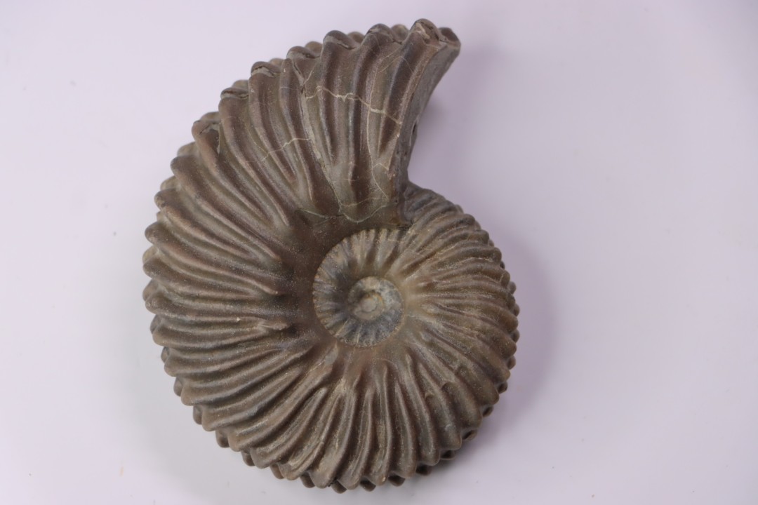 Hoplites dentatus  - middle albian - courcelles quarry - near Troyes - Aube - France