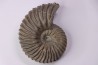 Hoplites dentatus - albien moyen - ancienne carrière Courcelles - Aube - France