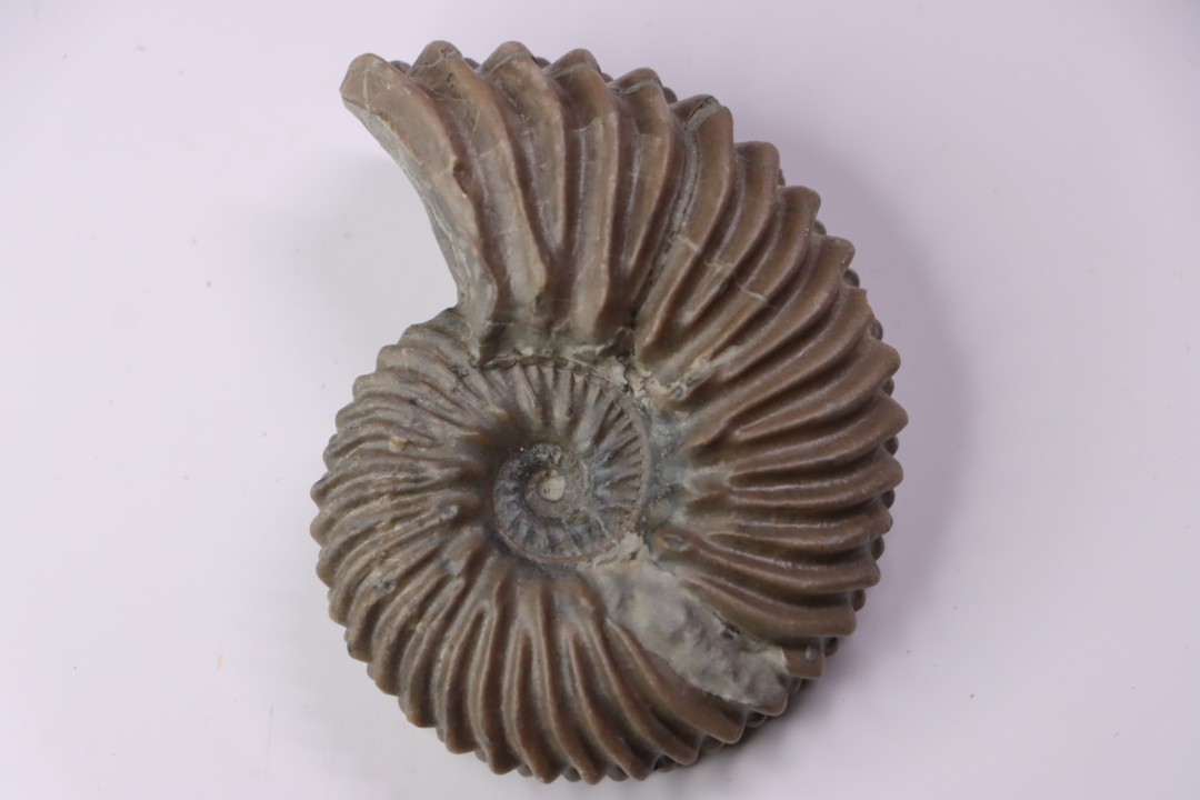 Hoplites dentatus - albien moyen - ancienne carrière Courcelles - Aube - France