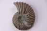Hoplites dentatus  - middle albian - courcelles quarry - near Troyes - Aube - France