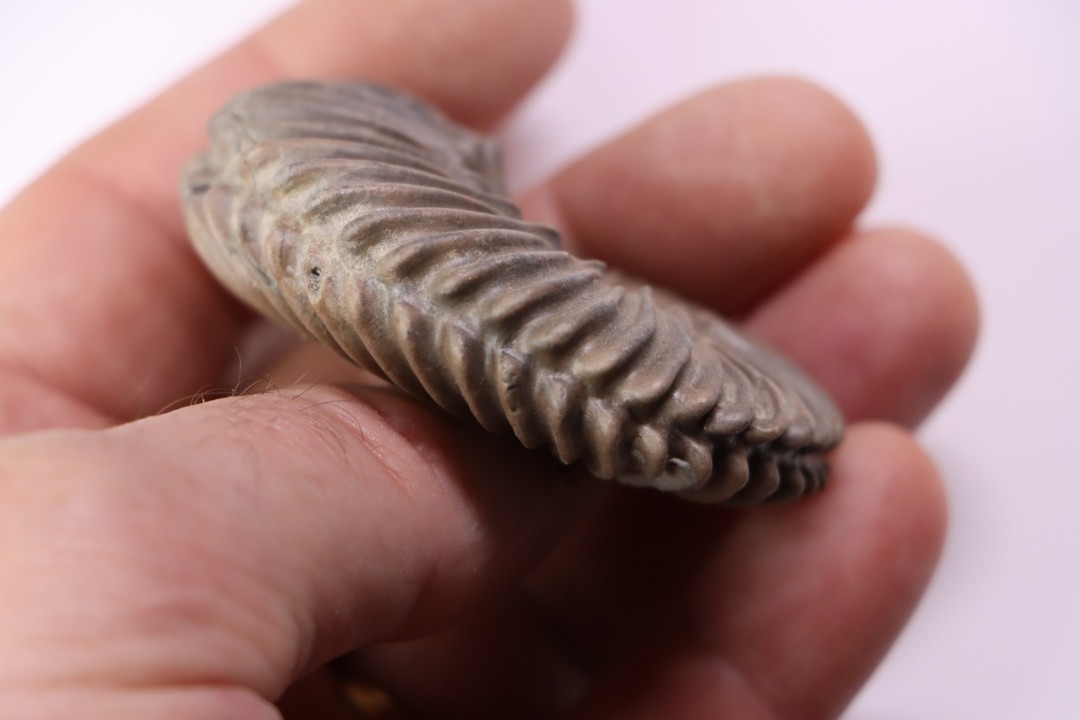 Hoplites dentatus - albien moyen - ancienne carrière Courcelles - Aube - France