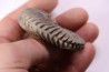 Hoplites dentatus - albien moyen - ancienne carrière Courcelles - Aube - France