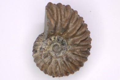 Hoplites benetianus  - middle albian - courcelles quarry - near Troyes - Aube - France