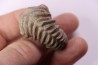 Hoplites benetianus - albien moyen - ancienne carrière Courcelles - Aube - France