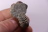 Hoplites benetianus  - middle albian - courcelles quarry - near Troyes - Aube - France