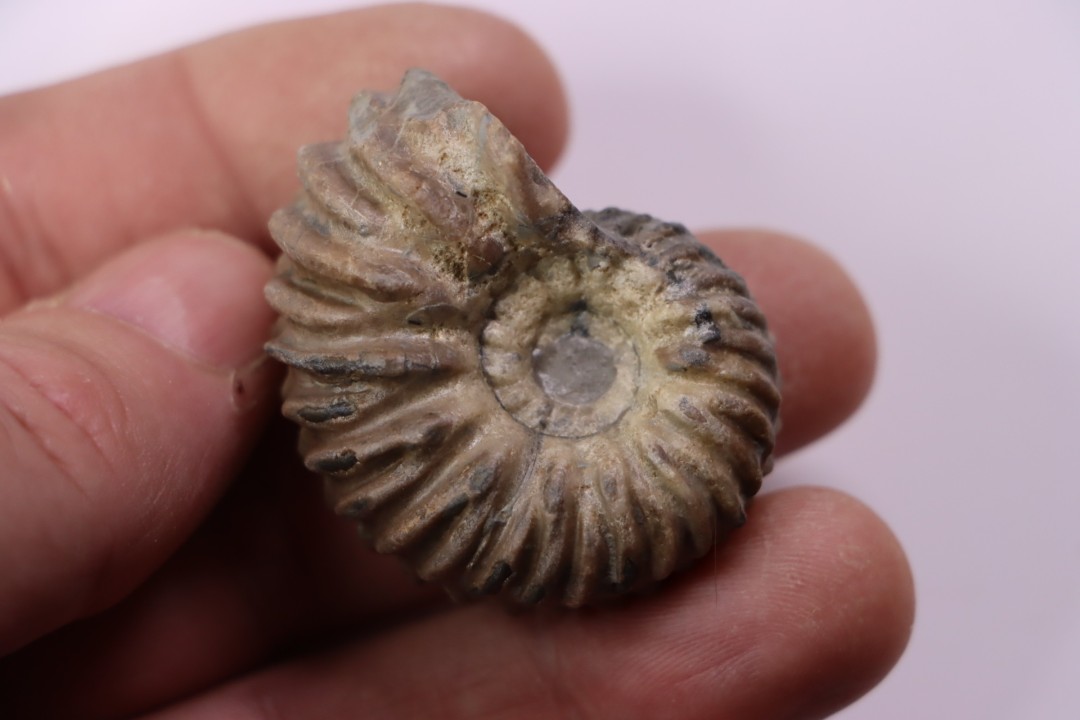 Hoplites benetianus  - middle albian - courcelles quarry - near Troyes - Aube - France