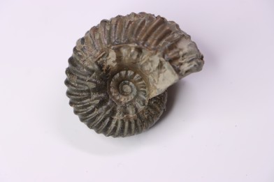 Hoplites benetianus  - middle albian - courcelles quarry - near Troyes - Aube - France