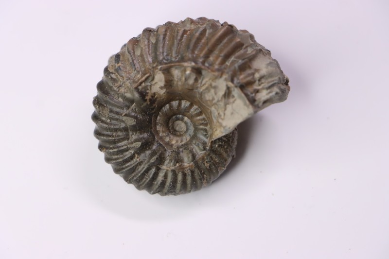 Hoplites benetianus - albien moyen - ancienne carrière Courcelles - Aube - France