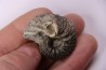 Hoplites benetianus  - middle albian - courcelles quarry - near Troyes - Aube - France