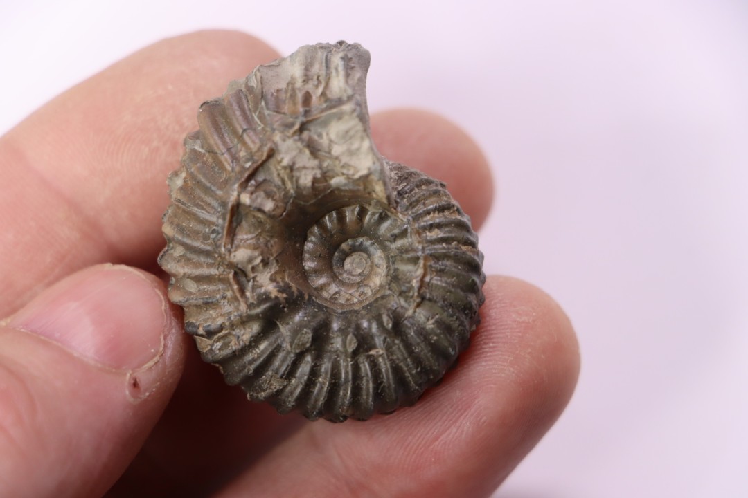 Hoplites benetianus  - middle albian - courcelles quarry - near Troyes - Aube - France