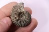 Hoplites benetianus  - middle albian - courcelles quarry - near Troyes - Aube - France
