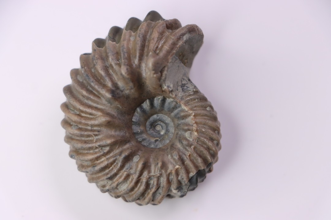 Hoplites benetianus  - middle albian - courcelles quarry - near Troyes - Aube - France