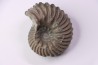 Hoplites benetianus  - middle albian - courcelles quarry - near Troyes - Aube - France