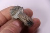 Hoplites benetianus  - middle albian - courcelles quarry - near Troyes - Aube - France
