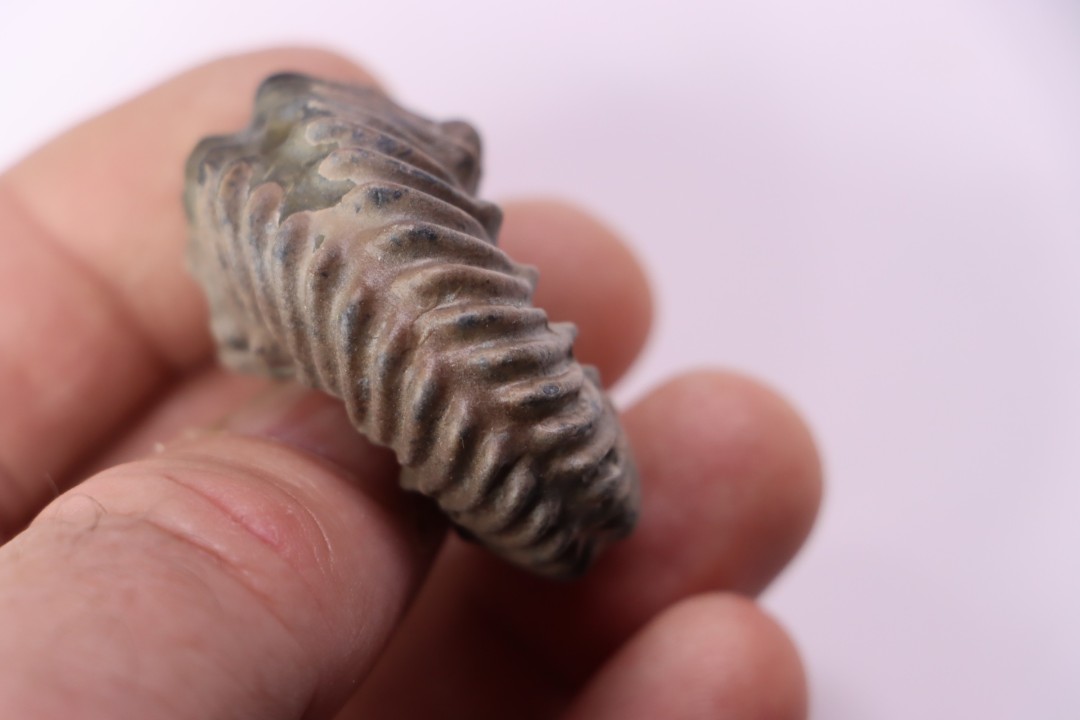 Hoplites benetianus  - middle albian - courcelles quarry - near Troyes - Aube - France