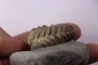 Hoplites benetianus  - middle albian - courcelles quarry - near Troyes - Aube - France