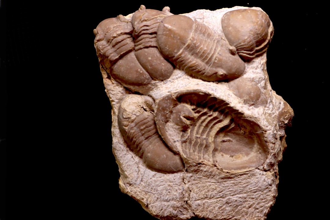 Homotelus bromidensis   Ordovician, Blackriverian Bromide Formation Criner Hills, Carter County, Oklahoma, USA