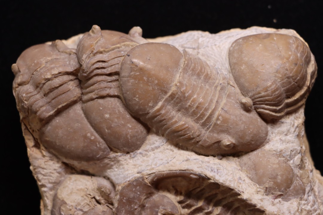 Homotelus bromidensis   Ordovician, Blackriverian Bromide Formation Criner Hills, Carter County, Oklahoma, USA