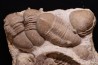 Homotelus bromidensis   Ordovician, Blackriverian Bromide Formation Criner Hills, Carter County, Oklahoma, USA