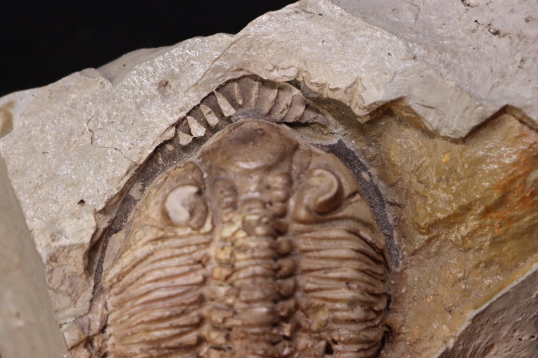 Odontocephalus aegeria Devonian Onodaga Limestone Perry county, pennsylvania, USA