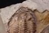 Odontocephalus aegeria Devonian Onodaga Limestone Perry county, pennsylvania, USA