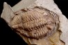Odontocephalus aegeria Devonian Onodaga Limestone Perry county, pennsylvania, USA
