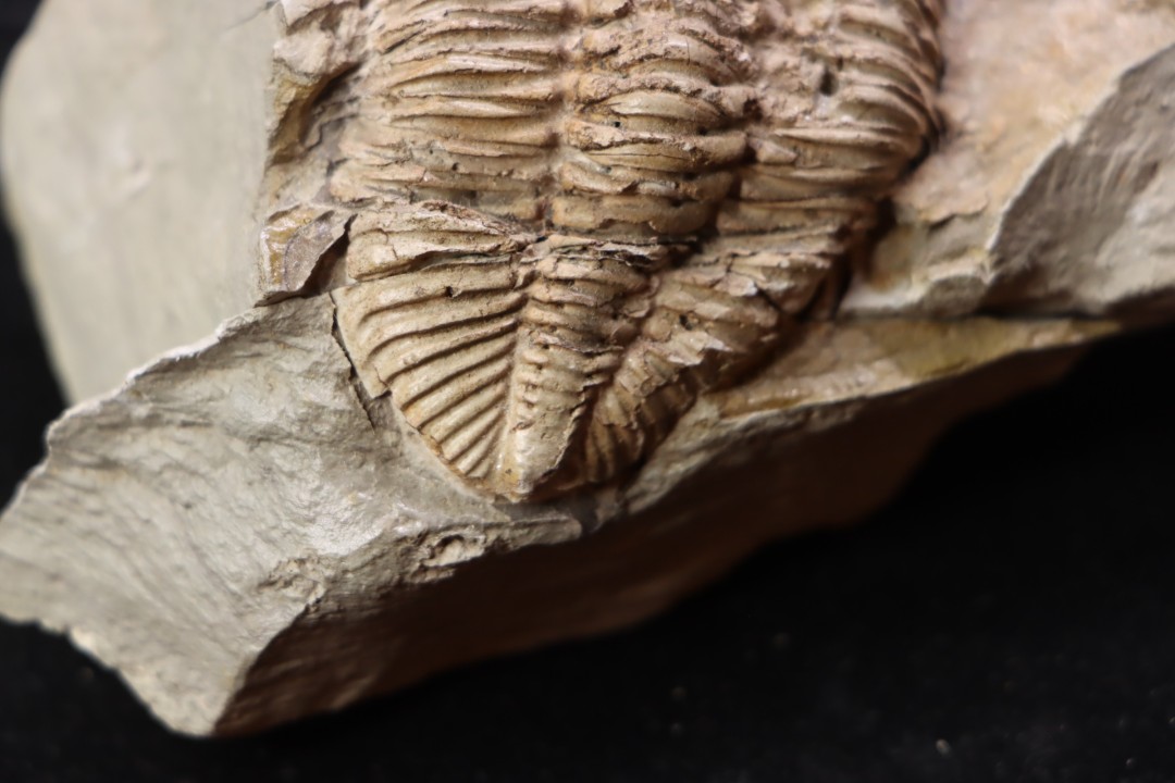 Odontocephalus aegeria Devonian Onodaga Limestone Perry county, pennsylvania, USA
