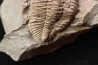 Odontocephalus aegeria Devonian Onodaga Limestone Perry county, pennsylvania, USA