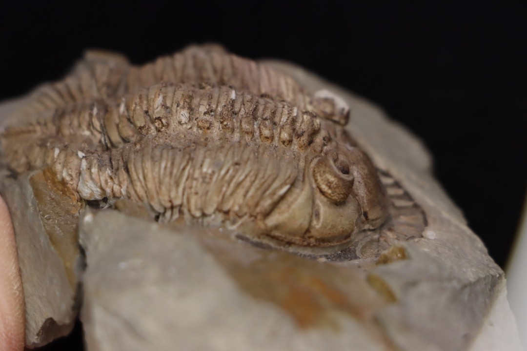 Odontocephalus aegeria Devonian Onodaga Limestone Perry county, pennsylvania, USA