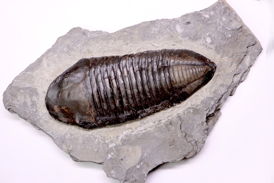 Trimerus delphinocephalus (Green 1832)  Silurien  Rodchester shale  Middleport, New York  USA