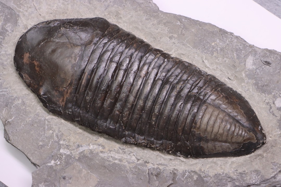 Trimerus delphinocephalus (Green 1832)  Silurien  Rodchester shale  Middleport, New York  USA