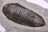 Trimerus delphinocephalus (Green 1832)  Silurien  Rodchester shale  Middleport, New York  USA